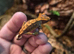2 crested geckos