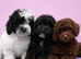 Beautiful Cavapoochon puppies ready now