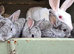 Mini rex cross netherland dwarf