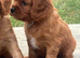 KC Reg Ruby boy