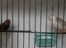 10 baby zebra finches