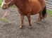 Shetland x mare