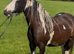 For sale princesses 6yo mare
