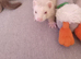 6 Baby ferrets