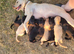 Labrador x sprocker puppies for sale