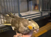 Silly tame cockatiel hen bird