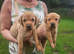Red/yellow labrador puppiew