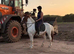 14.1 skewbald gelding