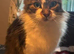 Norwegian Forest X Longhair female
