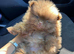 Stunning Pomeranian