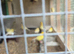 German roller 2025 for sale 25 pounds each nice birds.not rubiish