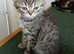 Bsh X Scotish straight kittens.