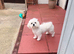 Beautiful Maltese female