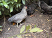 Crested cream Legbar males