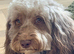 Cockapoo Puppies