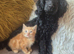 Maine coon x kitten