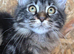 1 Stunning classic tabbie pedigree Mainecoon