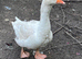 Male Embden goose