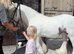 SD Cob Gelding 12hh