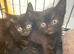 9 week old kittens