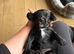 Miniature Wirehaired Dacshund x Working cocker spaniel puppy KC registered parents and DNA Health tested