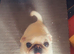 Beautiful cream pug