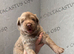 Stunning Isabella reverse panda and Isabella and tan German shepherd pups