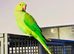 Stunning young Indian Ringnack parrot