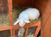 Huge Flemish Giant Female