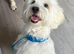 Bichon puppy