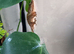 Crested Geckos with bio Terrarium