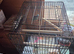 Male lovebird with cage