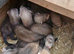 Ferrets