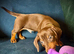 KC miniature dachshund boy