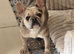 Blue merl French bulldog girl
