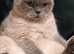 Female british shorthair 2 yers old