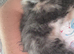 kitten for sale no fault of her own