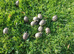 Spur-thighed and Hermann's Thb tortoises
