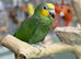 Yellow crowned amazon
