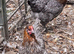 Blue Copper Marans at Point of lay