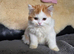 Two remaining lovely Highland straight kittens available