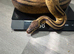 Burmese and ball pythons for sale