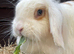 Female 2 year old mini lion lop