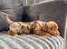 Gorgeous Chocolate Merle Jack Russell Puppy Looking for His Forever Home!
