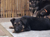 Beautiful German shepherd puppies