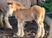 Chesnut traditional colt foal
