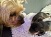 Purebred Yorkshire Terrier (Yorkie) puppies