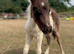 Handsome Pure Falabella Colt