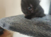Playful and Adorable Kittens for their new Homes!!