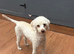 Miniature poodle bitch